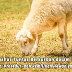 Membahas Tuntas Berkurban dalam Islam: Hukum, Prosedur, dan Pemilihan Hewan yang Sah